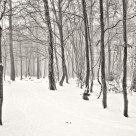 Acomb Wood In SNow